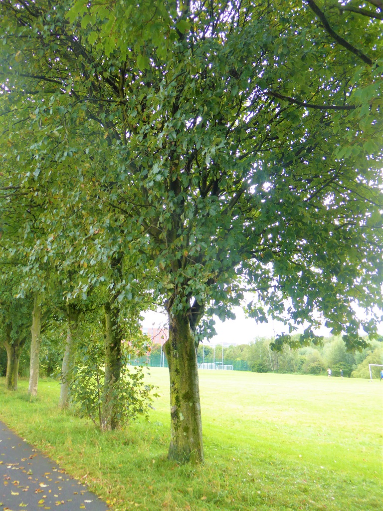 Swedish whitebeam University of Salford